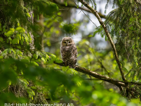 Erster Bruterfolg des Habichtskauzes in den Nordbayerischen W&auml;ldern