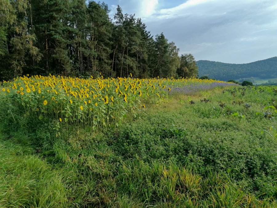 Gemeinschaftsjagdrevier Hitzelsberg in Cham, Bayern
